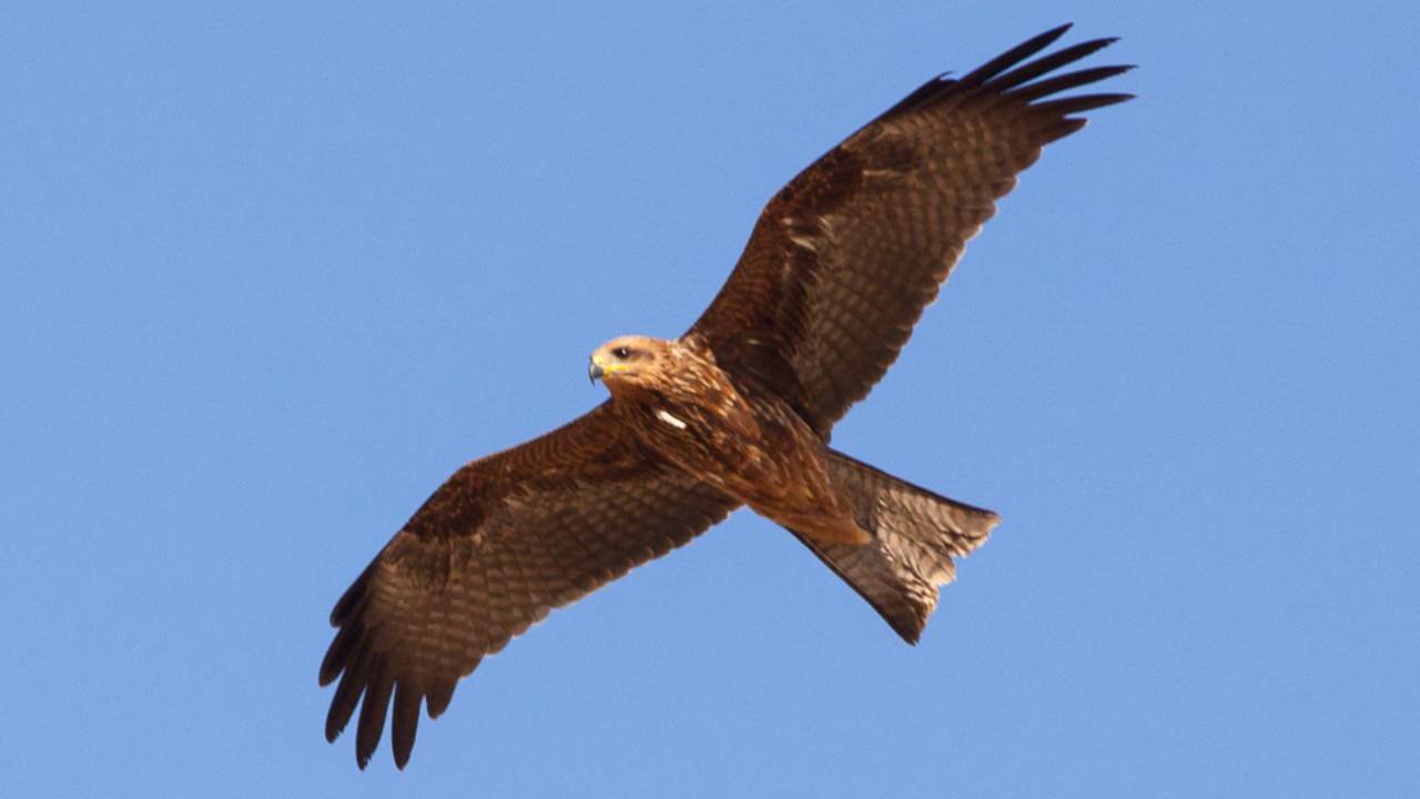 ‘All that breathes’: Why raptors matter