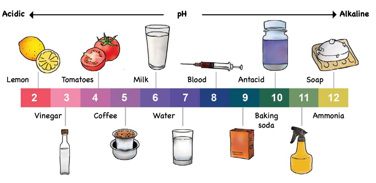 Exploring uses of natural indicators (Teacher’s Guide IV)