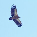 The Disappearing Vultures