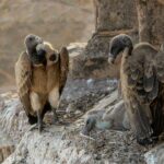 Where are the vultures?