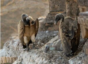 Where are the vultures? (Activity Sheet I)