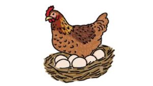 Can all chicken eggs hatch into chicks? (Teacher’s Guide II)