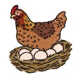 chicken eggs hatch