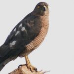 meet other raptors