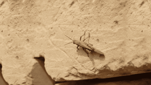 Explore life on a wall (Activity Sheet I)