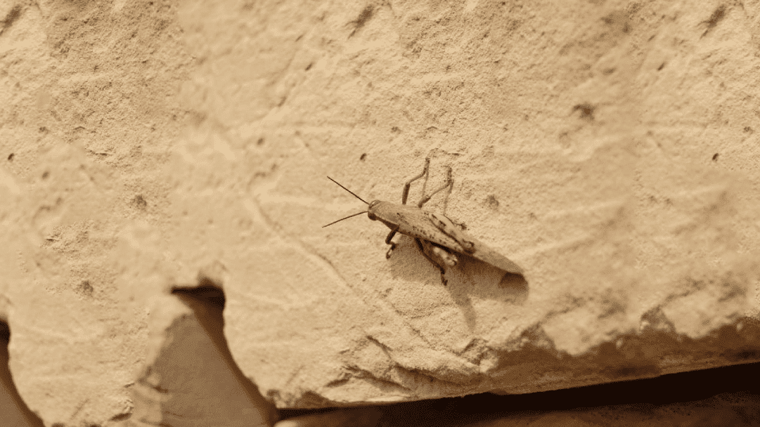 Explore life on a wall (Activity Sheet I)