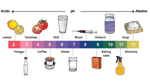 Exploring uses of natural indicators (Teacher’s Guide IV)