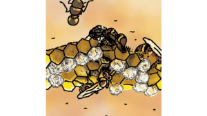 Observe uses of human-made structures (Activity Sheet III)