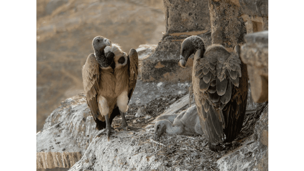 Where are the vultures? (Activity Sheet I)