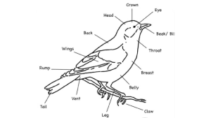 Guidelines for birdwatching (Student Handout)