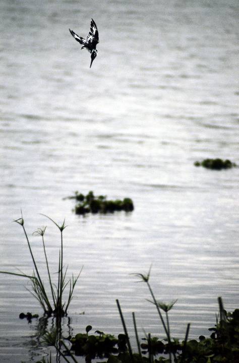 fig-1 A pied kingfisher starting