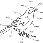 Guidelines for birdwatching thumbnail