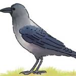 Observe a bird thumbnail