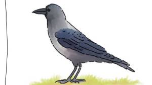 Observe a bird in your neighbourhood (Teacher’s Guide)